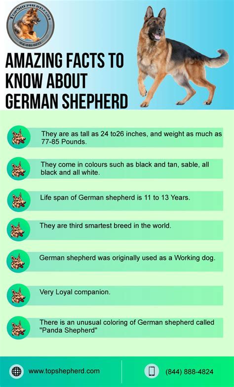 Amazing Facts To Know About Germanshepherd German Shepherd Puppies