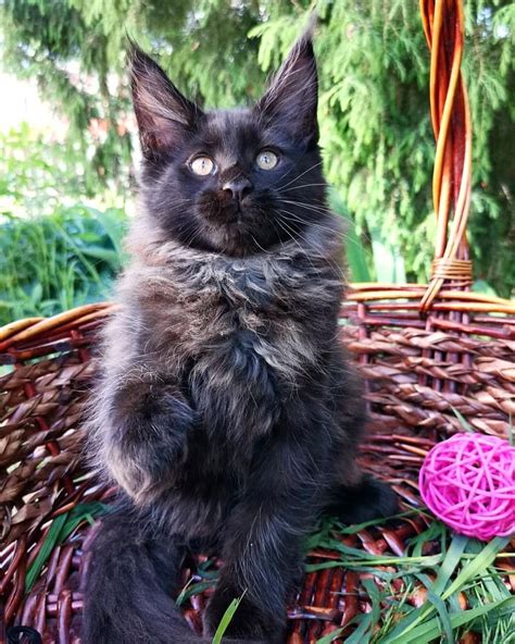 A bb combination will result in black kittens, a bb will result in a 1/3 chance of. Pin auf Cats