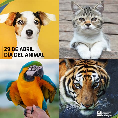 El abandono y el sufrimiento hasta la muerte. 29 de Abril: Día nacional del Animal - Noticias ...