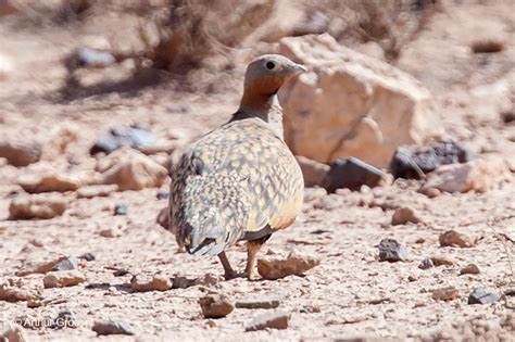 Black Bellied Sandgrouse Pterocles Orientalis Some Photos And Notes