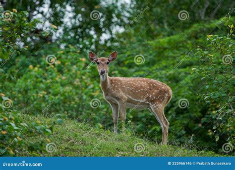 Sri Lankan Axis Deer At Wilpattu Sri Lanka Royalty Free Stock Image
