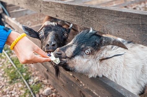 Premium Photo Feeding Goats In Farm Or Petting Zoo