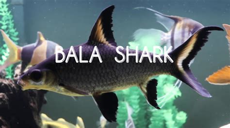 Bala Shark Guide To Caring For Your Aquarium Special Shark Keeper