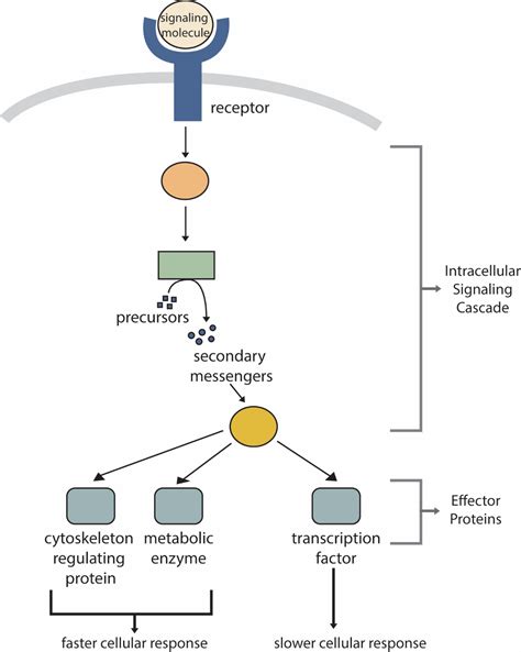 “chapter 11 Principles Of Cell Signaling” In “fundamentals Of Cell