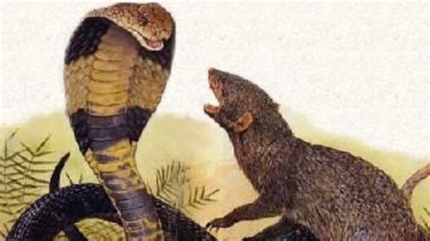 Rivalry Of Mongoose And Snake Youtube