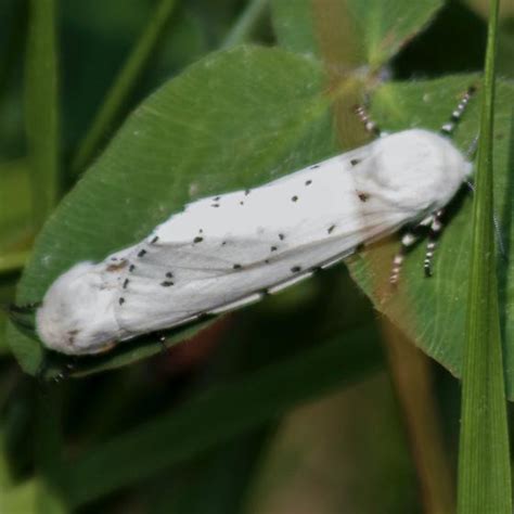 Salt Moth Marsh Estigmene Acrea BugGuide Net