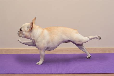 French Bulldog In Yoga Pose Single Arm Leg Plank Stock Photo Download