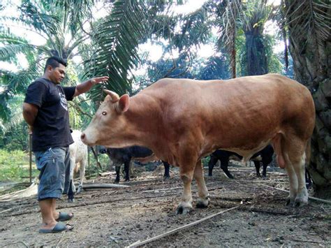 Permintaan Lembu ‘sado Meningkat Utusan Malaysia