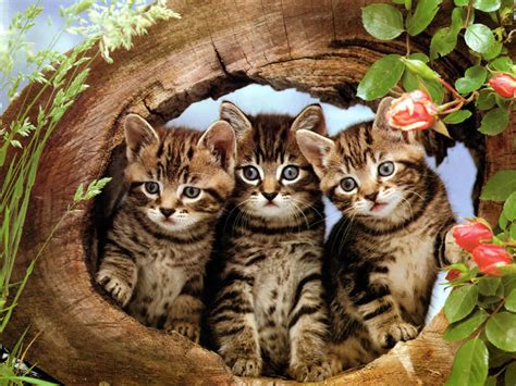 Cat And Kittens Wallpaper 2 Love And Quotes