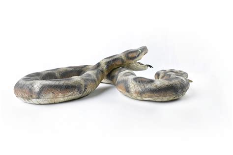 Snake Giant Anaconda Foam Filled Latex Rubber Snake 87 Inches Long 4