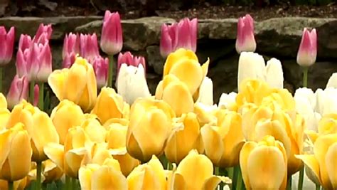Video Tulip Planting Instructions Ehow