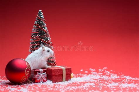 Cute Hamster On Red Background With Christmas Tree And Ts Stock