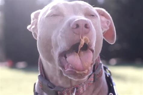 Dogs Eating Peanut Butter In Slow Motion Is As Awesome As It Sounds