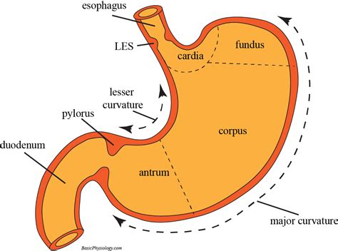 Structure And Function Of Stomach Anatomy System Vect