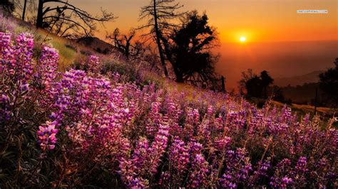 Elvin Siew Chun Wai Likes The Flowers Landscape Photography Flower