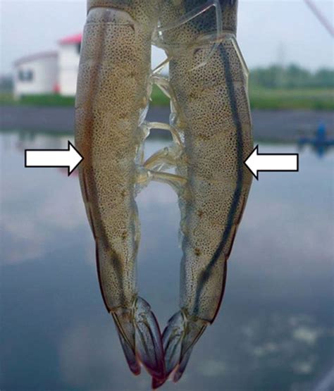 Intestine Color Check Complements Feed Management In White Shrimp