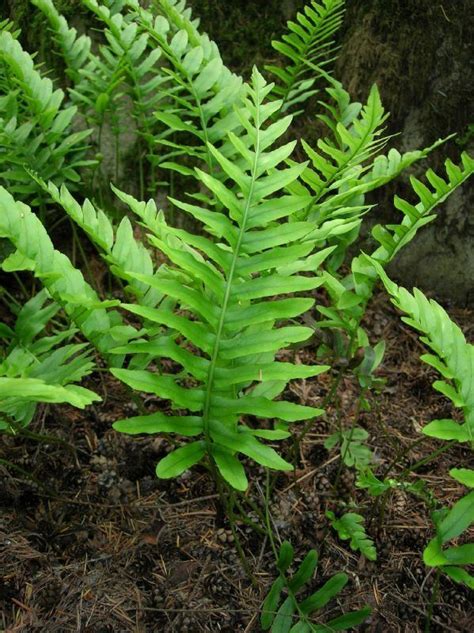 Polypodium Scouleri Alchetron The Free Social Encyclopedia