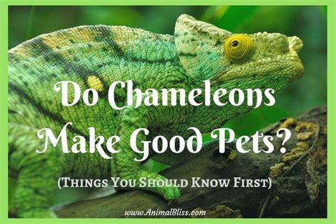 By kelly roper small pets breeder and exhibitor. Do Chameleons Make Good Pets? What You Need to Know (With ...