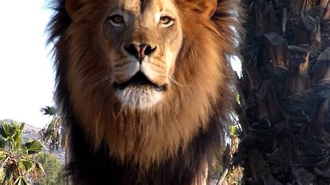 Amazing Lion Roar Up Close Youtube