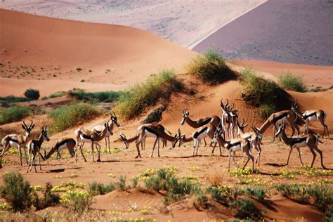 Best Budget Namibia Safari Tours 2020 African Budget Safaris