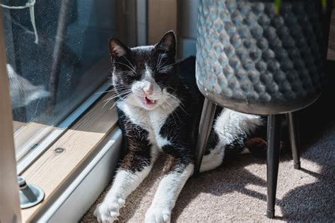 Tuxedo Cats Fun Facts About Tuxies Petstime