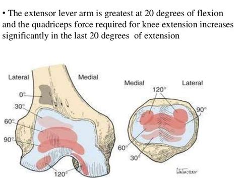 Extensor Mechanism Of Knee