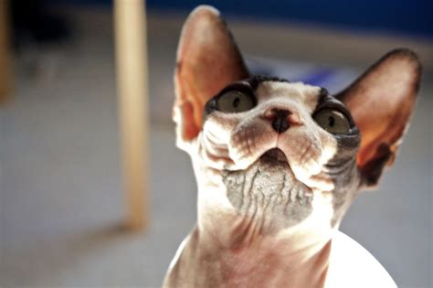 23 Photos That Prove Hairless Cats Are Actually Adorable Hairless Cat Pretty Cats Cats And