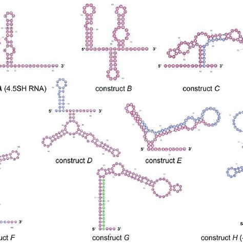 Predicted Secondary Structures Of 45sh Rna A And Its Derivatives
