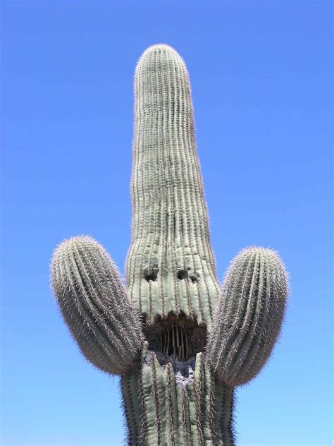 Resume template (comes with a free cover letter) to use and edit in microsoft word, this will help you send in that resume which will get get the best job offer with a professional resume written by a career expert. "Smiling" Saguaro Cactus | Saguaro (probably damaged by ...