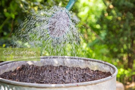 Watering Seeds Stock Photo By Gap Photos Image 0437900