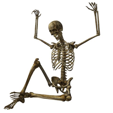 Skeleton Png Transparent Image Download Size 1090x1090px