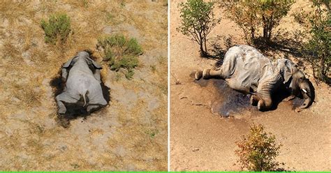 Heartbreaking Pictures Of Hundreds Of Elephants That Have Mysteriously Died In Botswana
