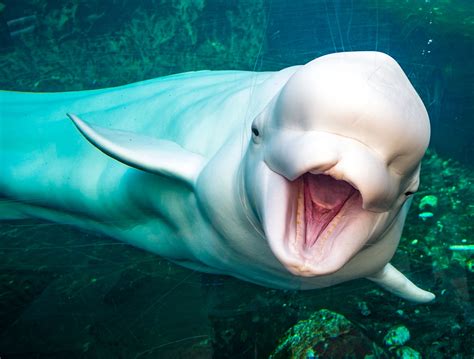 Why A Belugas Squishy Head Is So Special