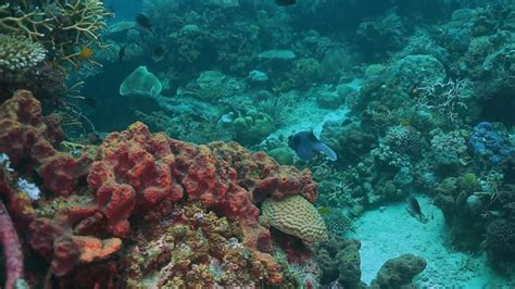 Premium Stock Video Pufferfish Swimming Through Corals In Coral Reef