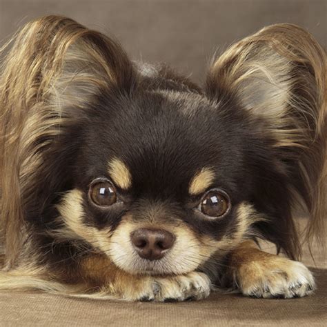 Chihuahua De Pelo Largo Todo Sobre Esta Raza De Perros