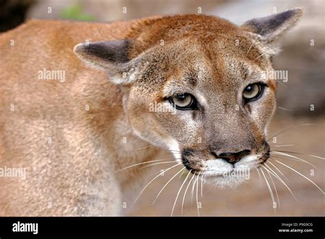 Big Cougar Hi Res Stock Photography And Images Alamy