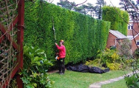 Basil Green Landscaping Professional Lawn Cutting Company