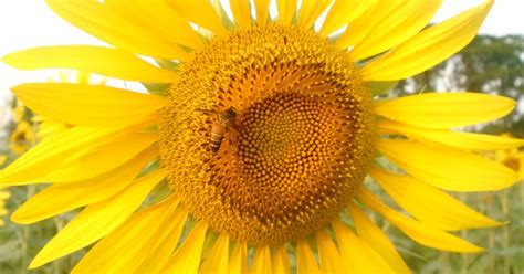 Send flowers for any occasion: Honey Bee in camouflage On Sun Flower