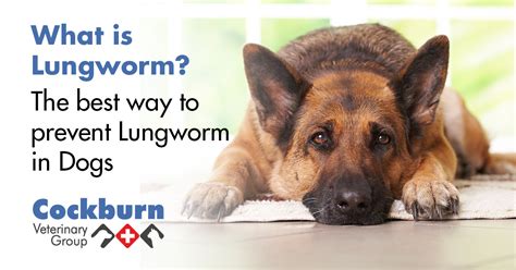 What Is Lungworm The Best Way To Prevent Lungworm In Dogs