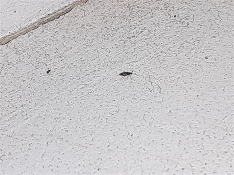 What Are These Tiny Black Bugs On My Windowsill Ask Extension