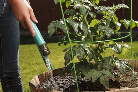 How To Water Plants Essential Tips