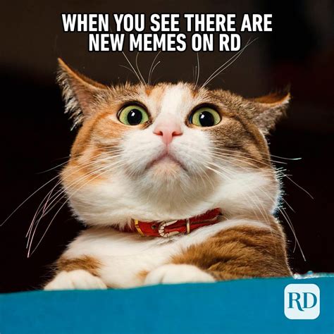 24 Funny Animal Memes To Make You Smile Stop The Boring Photos