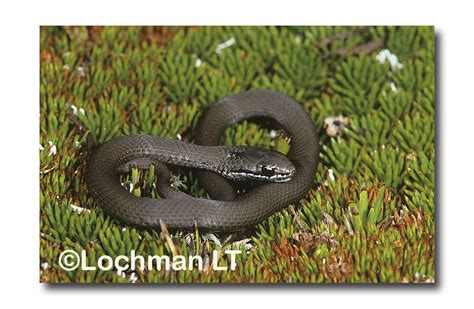 White Lipped Snake Lochman Transparencieslochman Transparencies