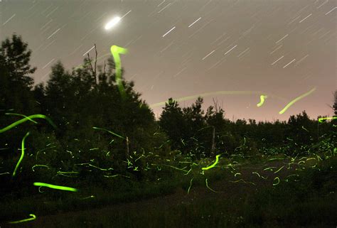 Dark Skies Good For Fireflies And People Alike Universe Today