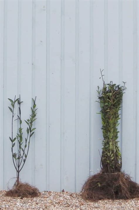 Buy Wild Privet Hedge Plants Wild Privet Hedging Ligustrum Vulgare
