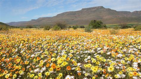 The Wild Flowers Of The Cape And Namaqualand Naturetrek