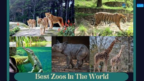 Best Zoos In The World 2023 That Are A Must Visit Top 10 The School
