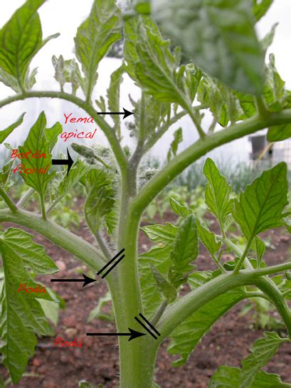 ¿cómo Se Podan Los Tomates Para Que Sean Más Grandes Y Sabrosos