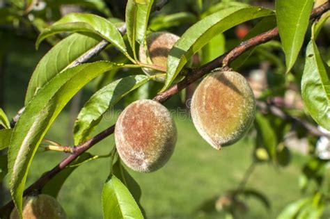 103 Peach Immature Stock Photos Free And Royalty Free Stock Photos From