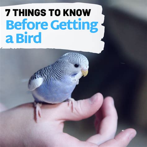 7 Things You Should Know Before Buying A Pet Bird Pethelpful